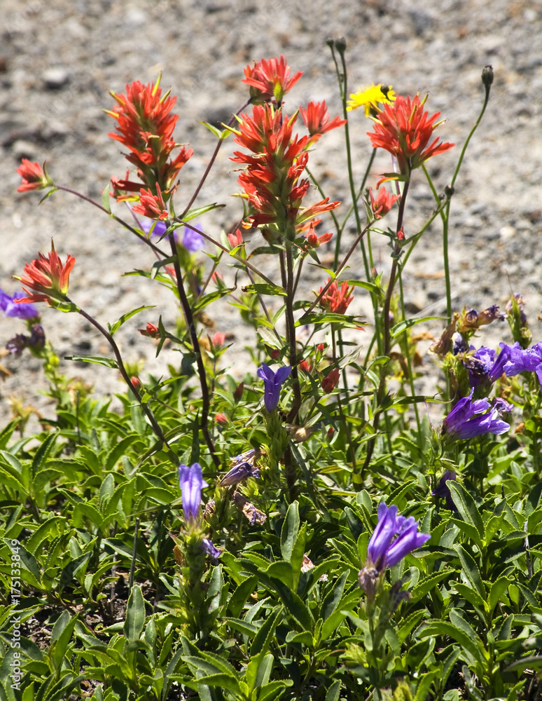 Wildflowers Close Up Red Indian Paint Brush Purple Larkspur Wash Wildflowers Close Up Red Indian Paint Brush Purple Larkspur Wash