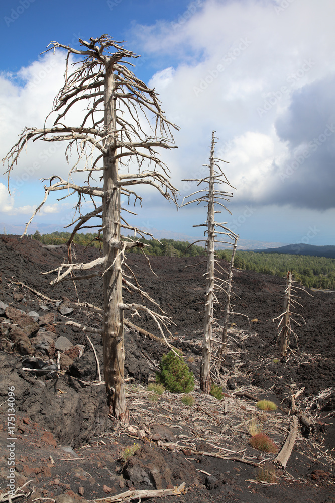 Volcanic Landscape on Mount Etna. Sicily. Italy Volcanic Landscape on Mount Etna. Sicily. Italy