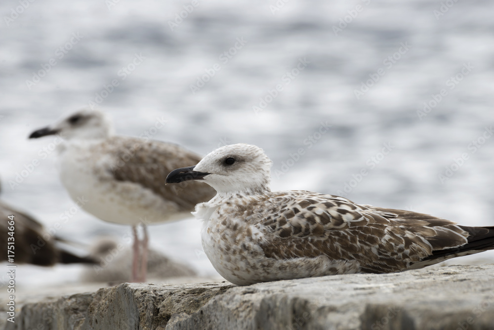Gulls on the beach. Gulls on the beach.