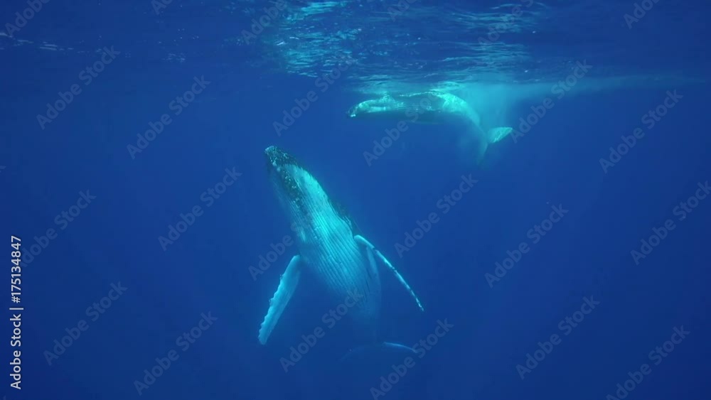 Mother humpback whale watches calf, French Polynesia Mother humpback whale watches calf, French Polynesia