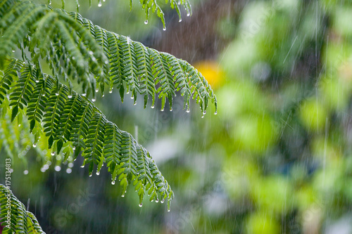 Tropical rain in the forest