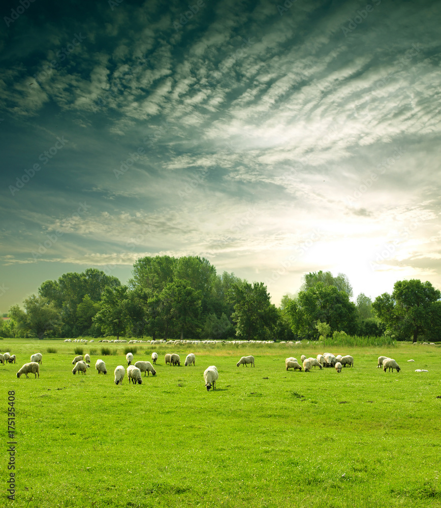 Fototapeta premium stado owiec