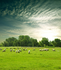 Sierkussen Pistachekleur Kudde schapen in de wei  © Željko Radojko