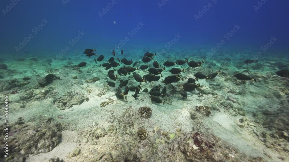 School of fish swim over ocean floor, French Polynesia School of fish swim over ocean floor, French Polynesia