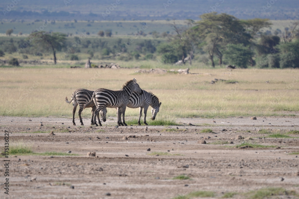 Fototapeta premium The African animals. Kenya