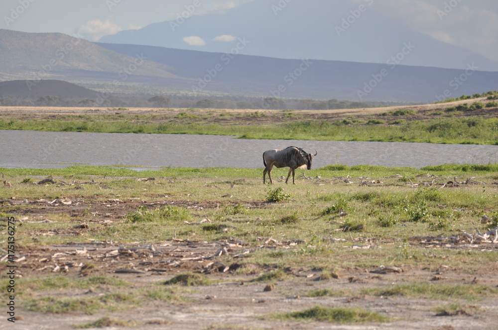 The African animals. Kenya The African animals. Kenya