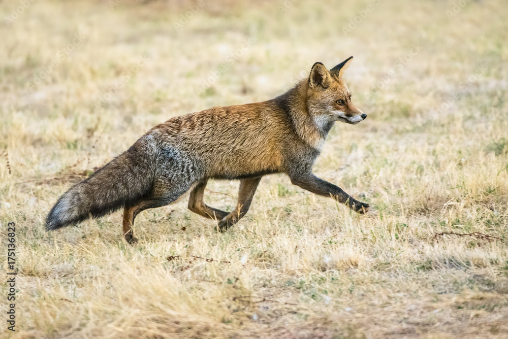 Fox Fox