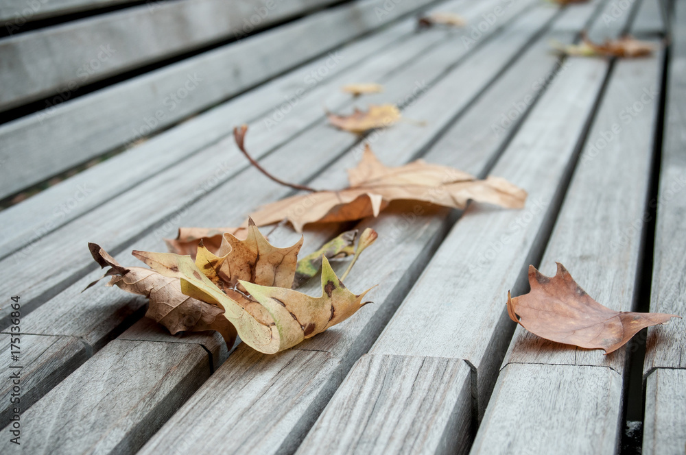 détail feuilles mortes sur un banc en bois