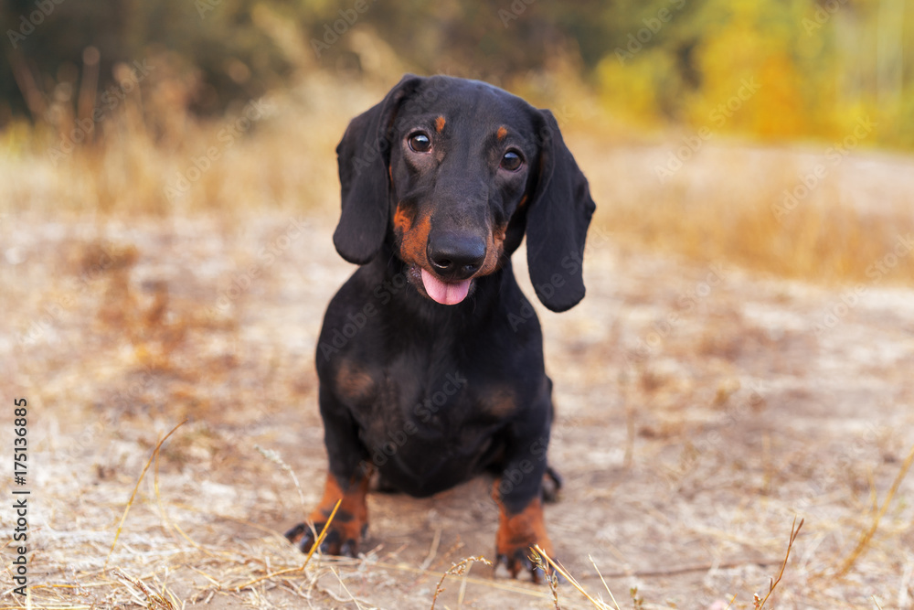 funny portrait of a dog (puppy) breed dachshund black tan, in the green forest in the autumn park funny portrait of a dog (puppy) breed dachshund black tan, in the green forest in the autumn park
