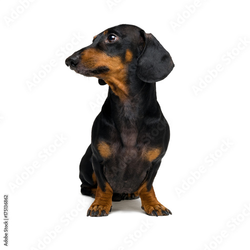 A dog (puppy) of the dachshund male breed, black and tan on isolated on white background © Masarik