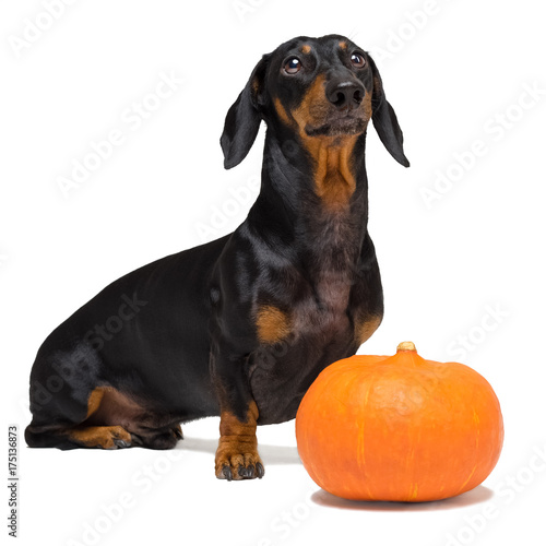 funny portrait of a dog  puppy  breed dachshund black tan  and an orange festive pumpkin  isolated on a white background