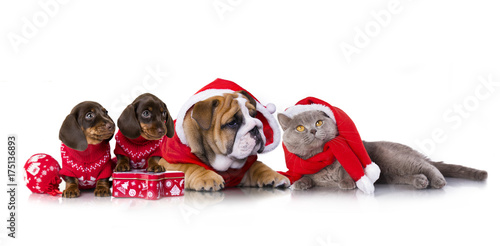 Fototapeta Naklejka Na Ścianę i Meble -  Christmas  english bulldog puppy and dachshund puppies and cat in santa claus costume