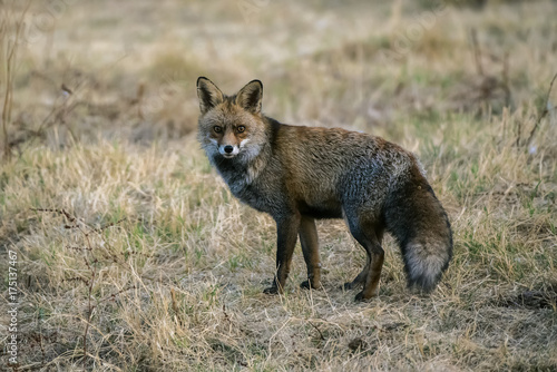 fox © fsanchex