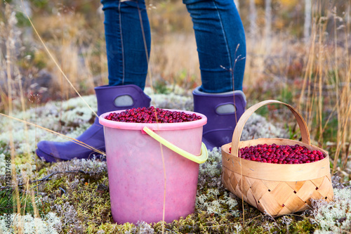 A bucket and a basket with cranberries near the feet of a man the picker