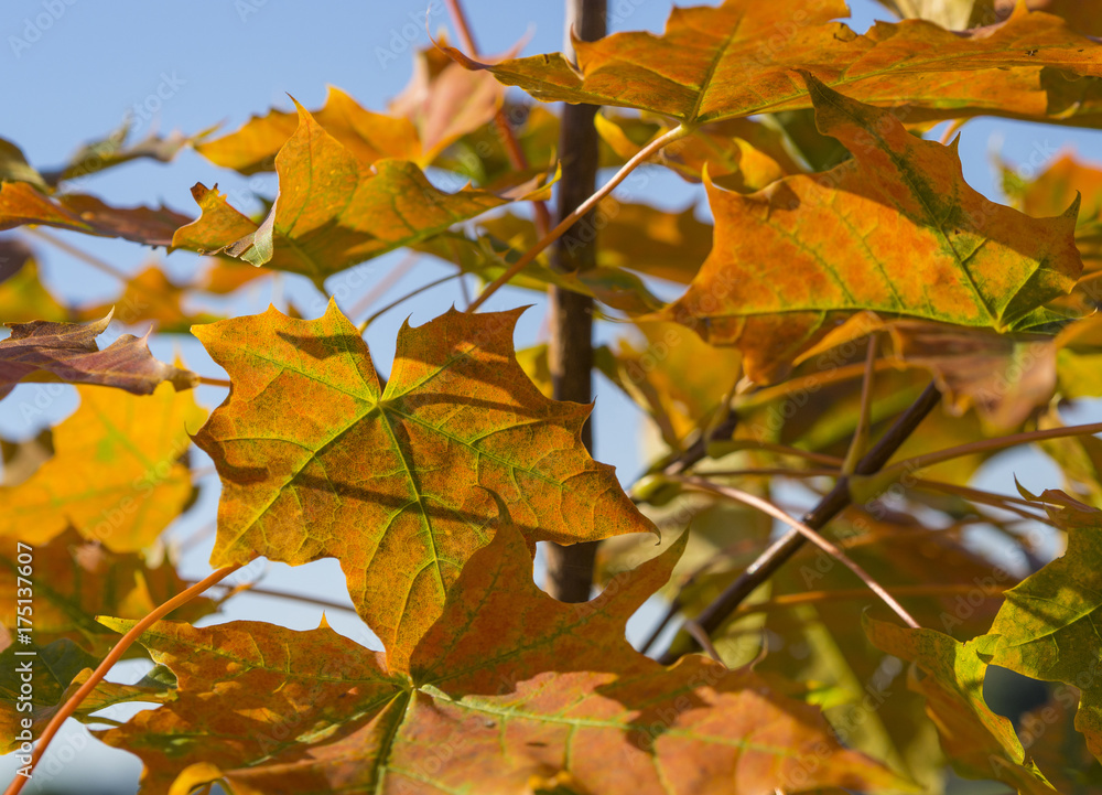 Obraz premium close up colorful bright orange maple tree autumn leaves on blue sky background