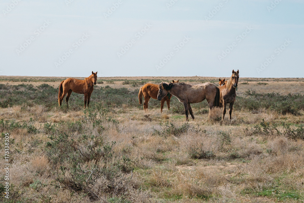 Small herd of horses standing in green desert landscape