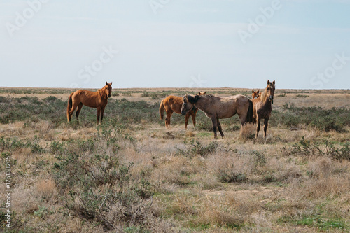 Small herd of horses standing in green desert landscape © Mulderphoto