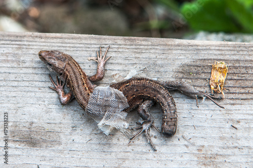 Canvastavla Lizard without tail in the process of molting on a wooden background