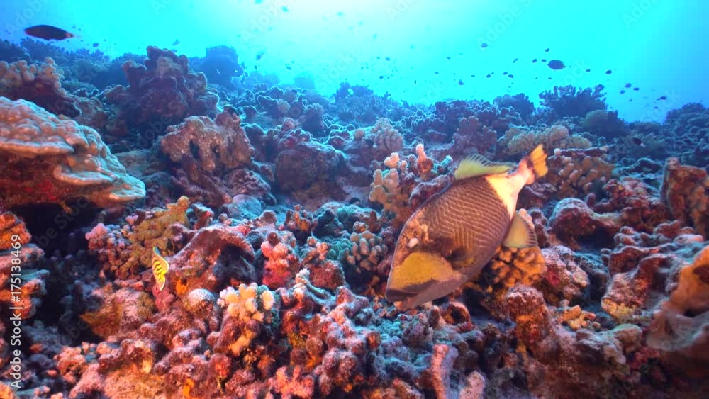 Exotic fish in tropical reef, French Polynesia Exotic fish in tropical reef, French Polynesia