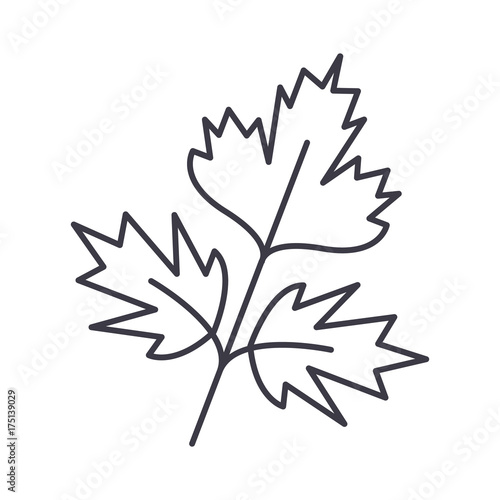 parsley vector line icon, sign, illustration on white background, editable strokes