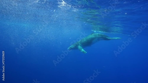 Wallpaper Mural Humpback whales in French Polynesia swim together Torontodigital.ca