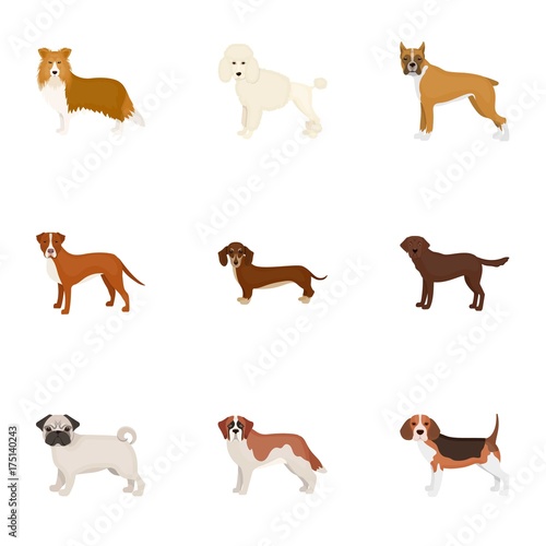 Dachshund, laika, poodle and other web icon in cartoon style.Boxer, rottweiler, bulldog, icons in set collection.