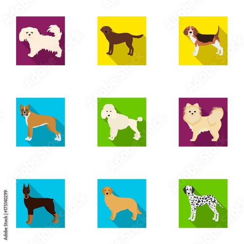 Dachshund, laika, poodle and other web icon in flat style.Boxer, rottweiler, bulldog, icons in set collection.