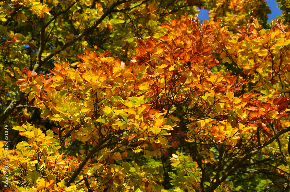 Rotbuche im Herbst Rotbuche im Herbst