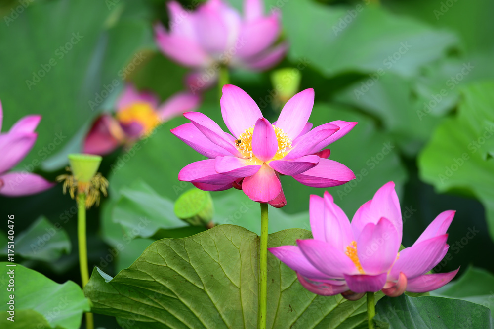 lotus lotus