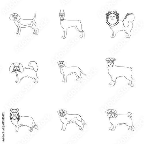 Dachshund, laika, poodle and other web icon in outline style.Boxer, rottweiler, bulldog, icons in set collection.