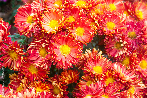Flower of red chrysanthemums on a colorful background. Soft focus blur. Autumn floral background. red chrysanthemums