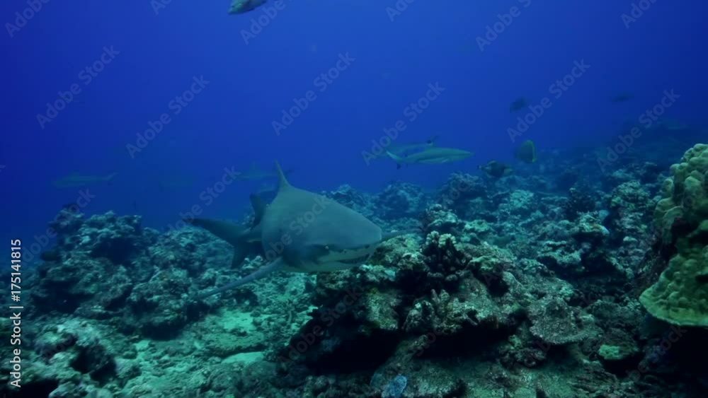 POV, lemon shark swims through reef POV, lemon shark swims through reef