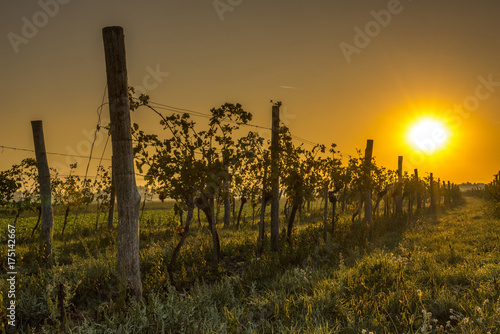 Vineyard Lower Austria