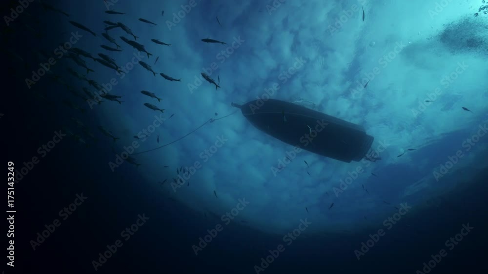 Underwater POV, school of fish swim under boat