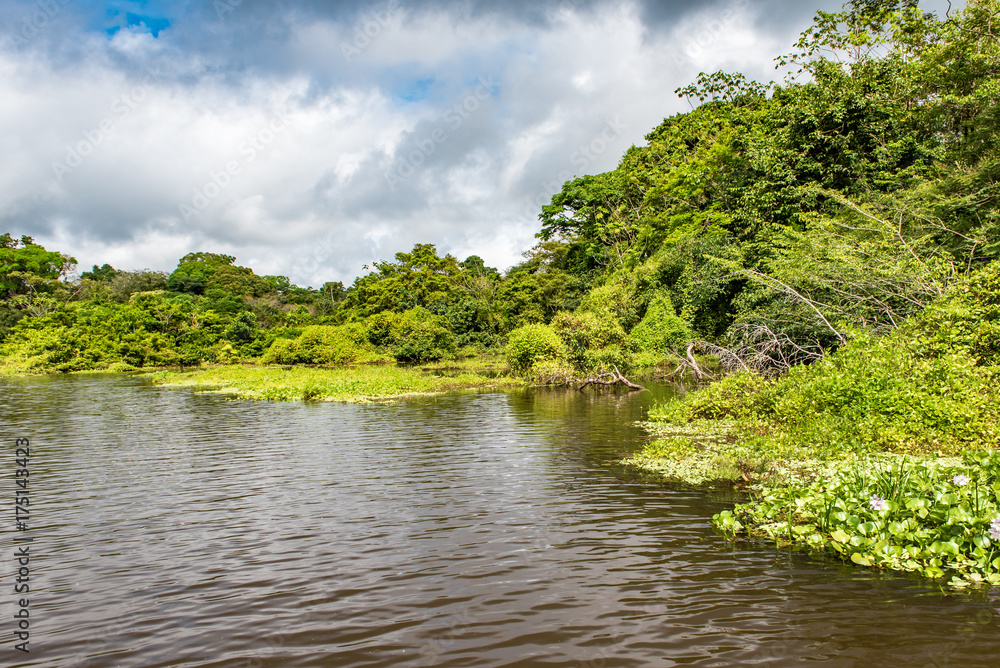 Fototapeta premium Floating vegetation along the Amazon river