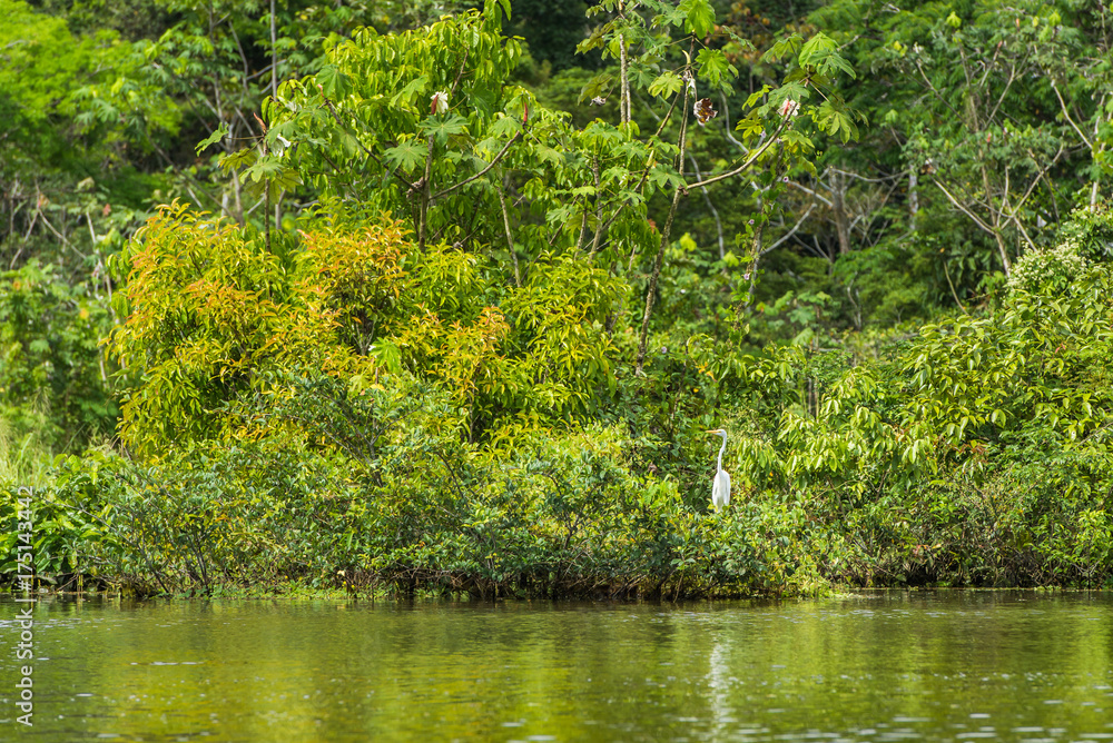 Large white Amazon stork standing in the foliage along the river Large white Amazon stork standing in the foliage along the river
