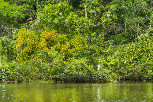 Large white Amazon stork standing in the foliage along the river