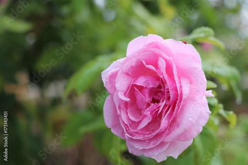 Pink rose flower with raindrops nature background