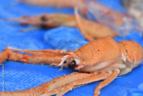 オオコシオリエビ　駿河湾で獲れた奇妙な深海魚　静岡県戸田漁港