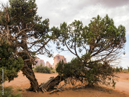 Monument Valley, old trees - Arizona, AZ, USA