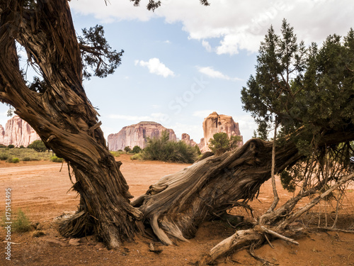 Monument Valley, old trees - Arizona, AZ, USA