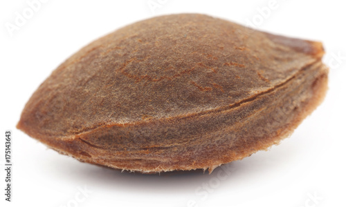 Obraz na płótnie Seed of apricot