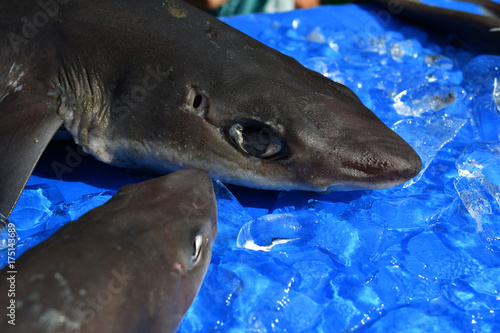 駿河湾で獲れた奇妙な深海魚　静岡県戸田漁港