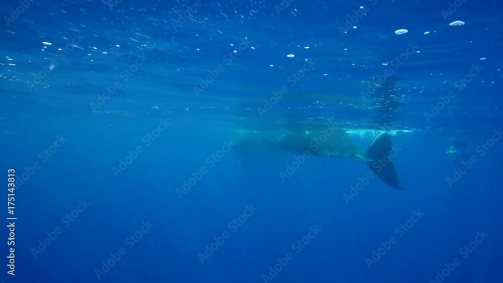 Humpback whales swim at ocean surface in French Polynesia Humpback whales swim at ocean surface in French Polynesia