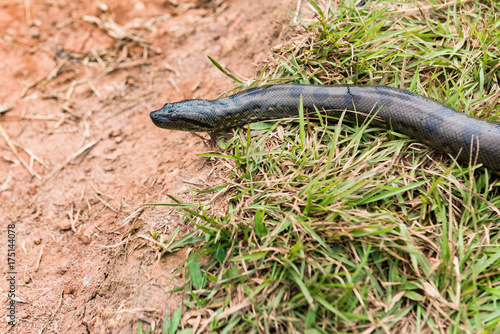 Amazon village pet snake moving along the grass