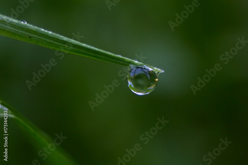 Drop of dew on green leaf grass, romantic green background.