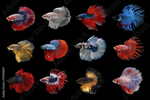 collection of betta fish