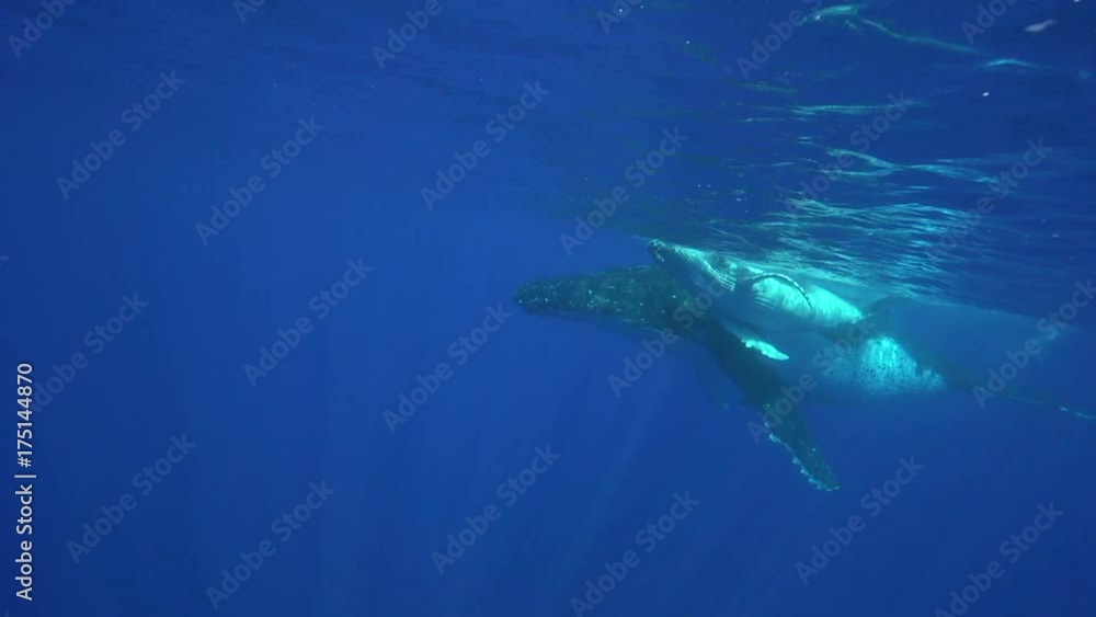 Mother humpback whale swims with calf, French Polynesia Mother humpback whale swims with calf, French Polynesia