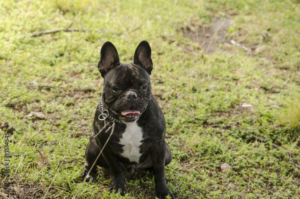 Black french bulldog sitting on the grass
