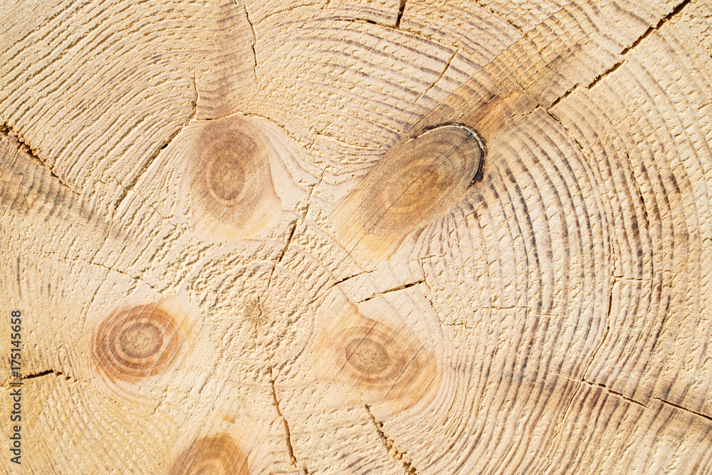 Timber Processed Texture Wood structure background. Lumber industrial wood texture, timber butts ...